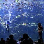 California Academy of Sciences Volunteer Scuba Diver